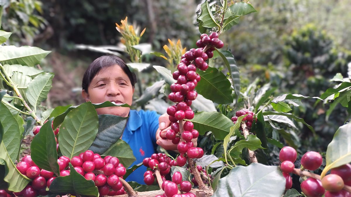 La Morena: The Women Who Grow the Guatemala in Blend 3