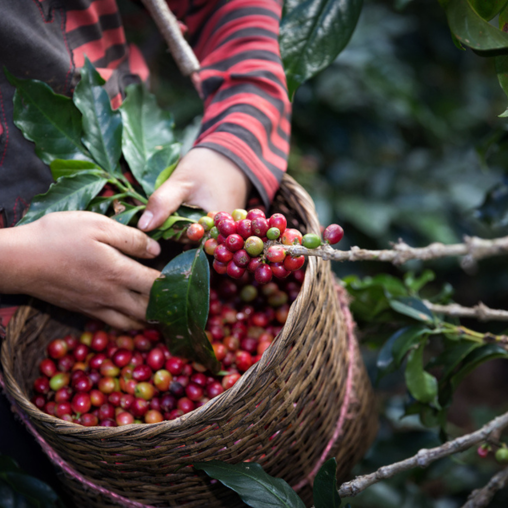 Sustainable Coffee Growing Technologies